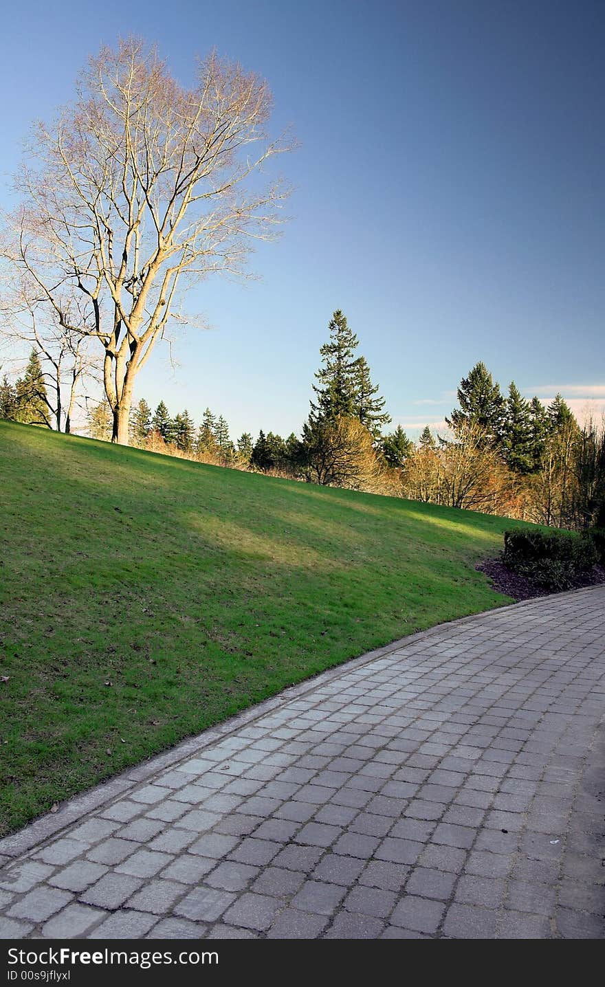 Tree And Stone Path