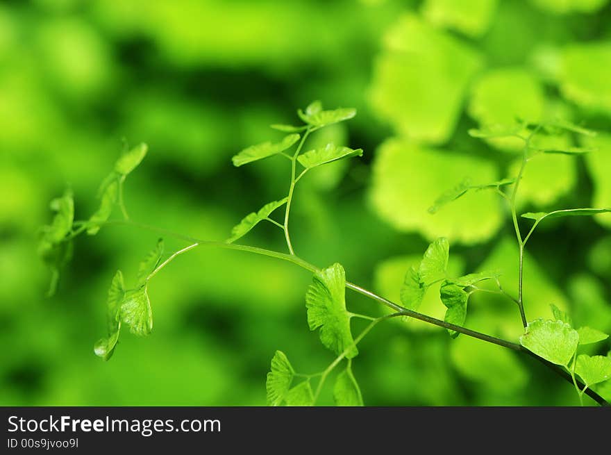 Green leaves in the wind