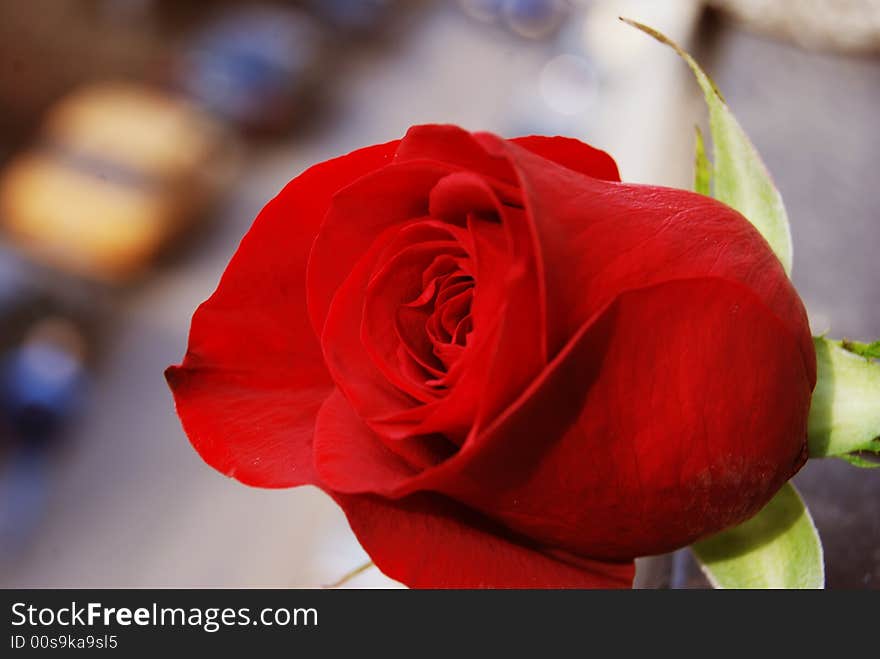 A beautiful red rose closeup.