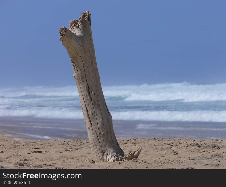 Tree Stump On Beach