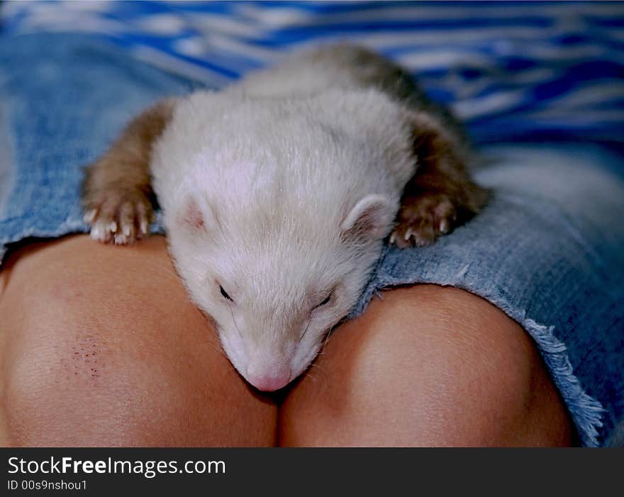 Ferret