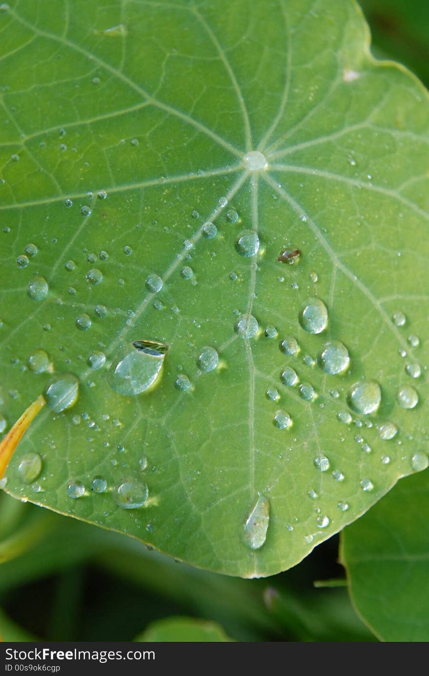 Drops On A Green Leaf