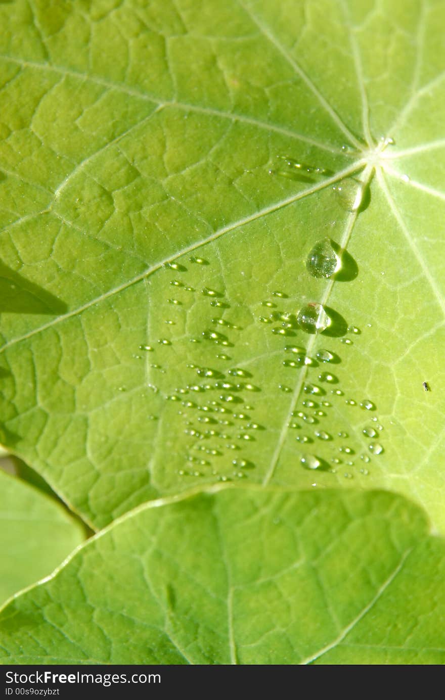 Drops on a green leaf