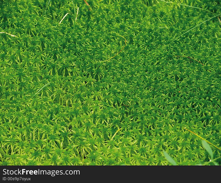 Texture. A green moss in a years wood. Texture. A green moss in a years wood.