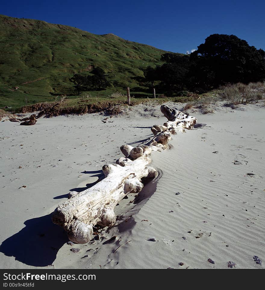 Sand beach in New Zealand. Sand beach in New Zealand