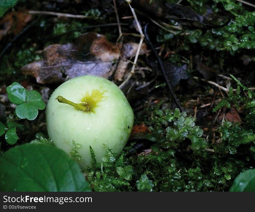 Apple Laying On A Moss.