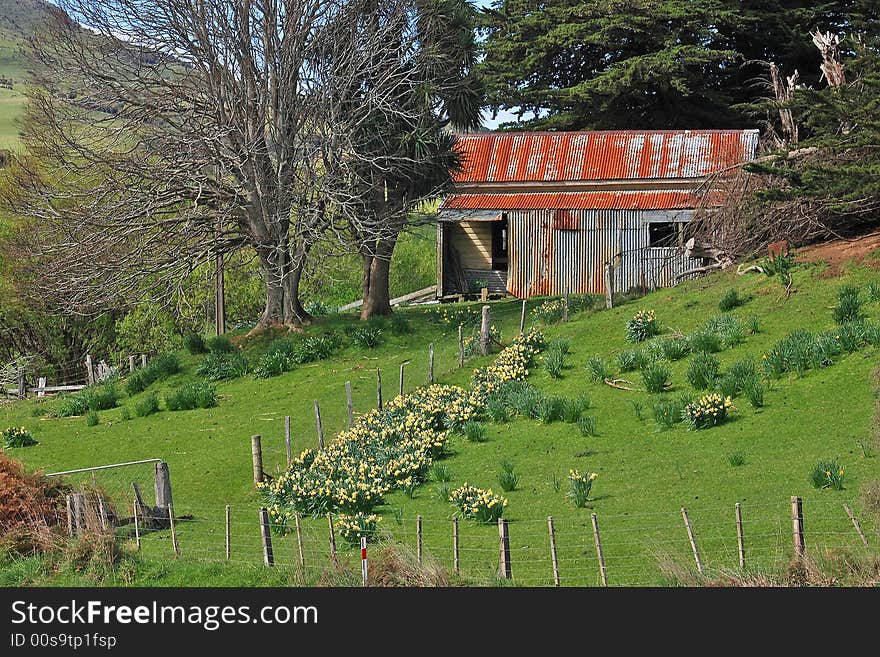 Farm buildings surrounded by green paddocks dotted with clumps of early spring daffodils. Farm buildings surrounded by green paddocks dotted with clumps of early spring daffodils