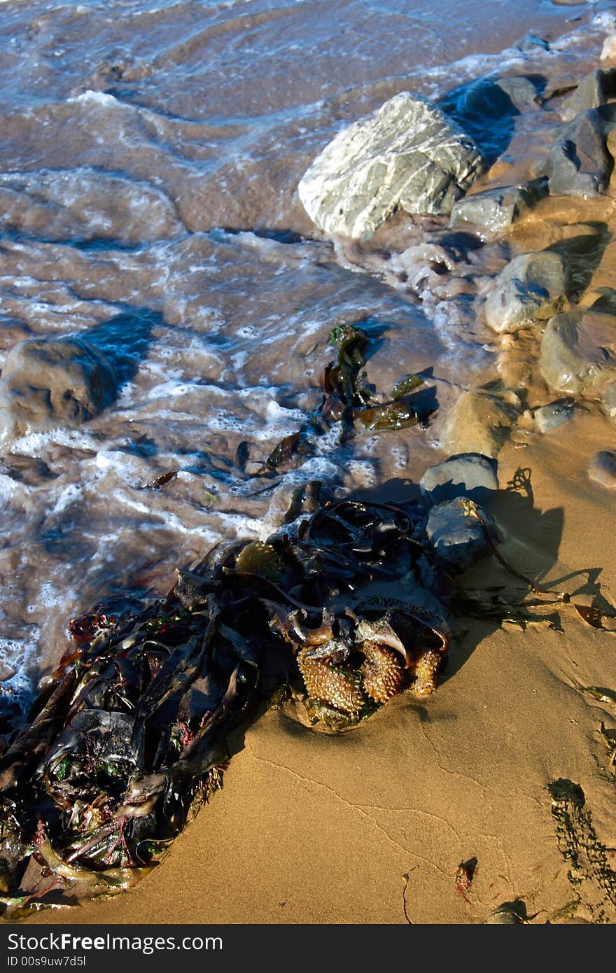 Some seaweed being washed over by the waves. Some seaweed being washed over by the waves