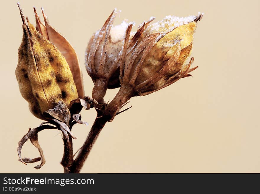 Buds covered with snow over cream background