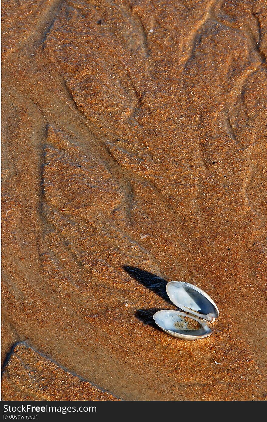 An opened bivalve lshell aying on a beach at low tide. An opened bivalve lshell aying on a beach at low tide