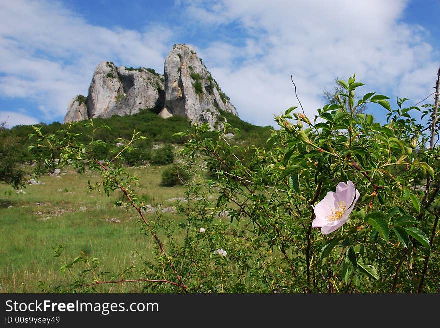 Flower and a rocky cliff