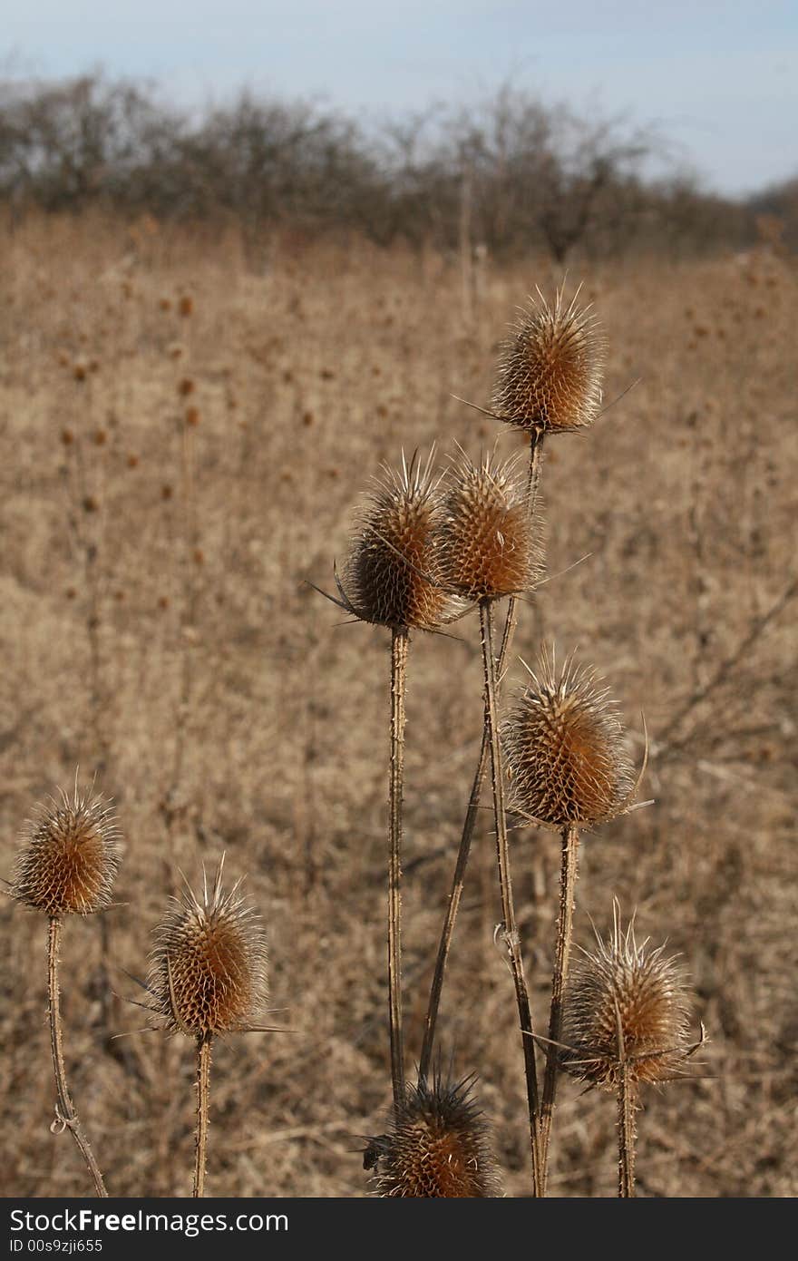 Wild nature - cocklebur in a field