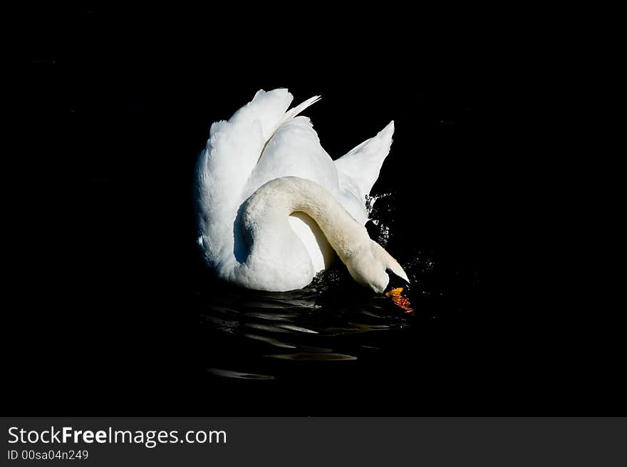 Washing Swan