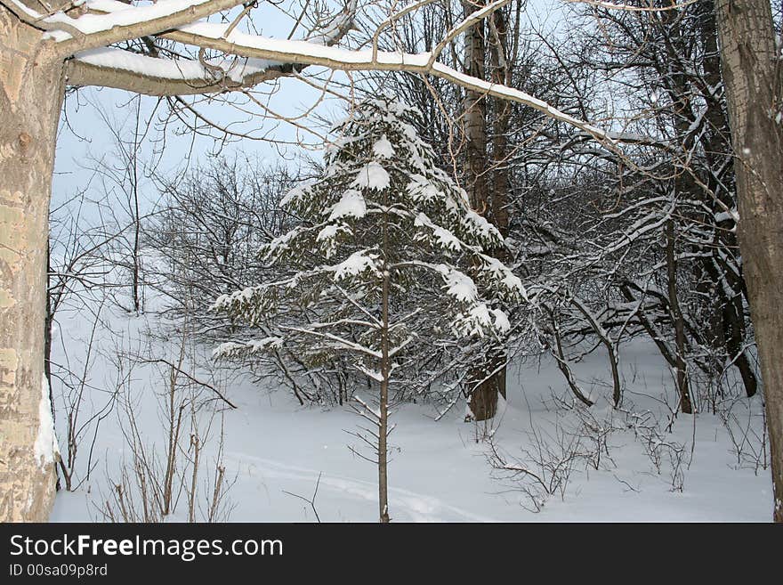 Winter wood