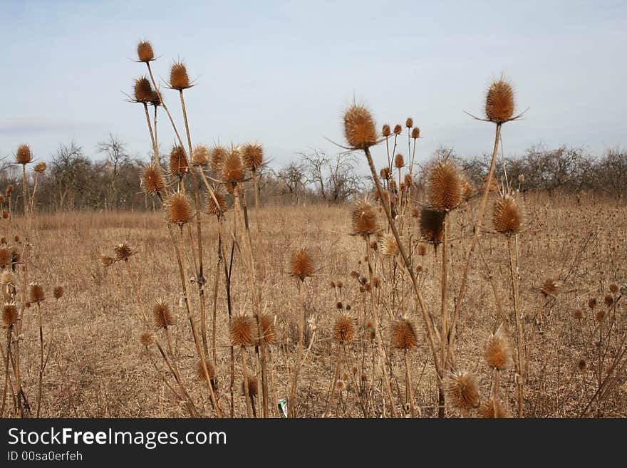 Wild nature - cocklebur in a field