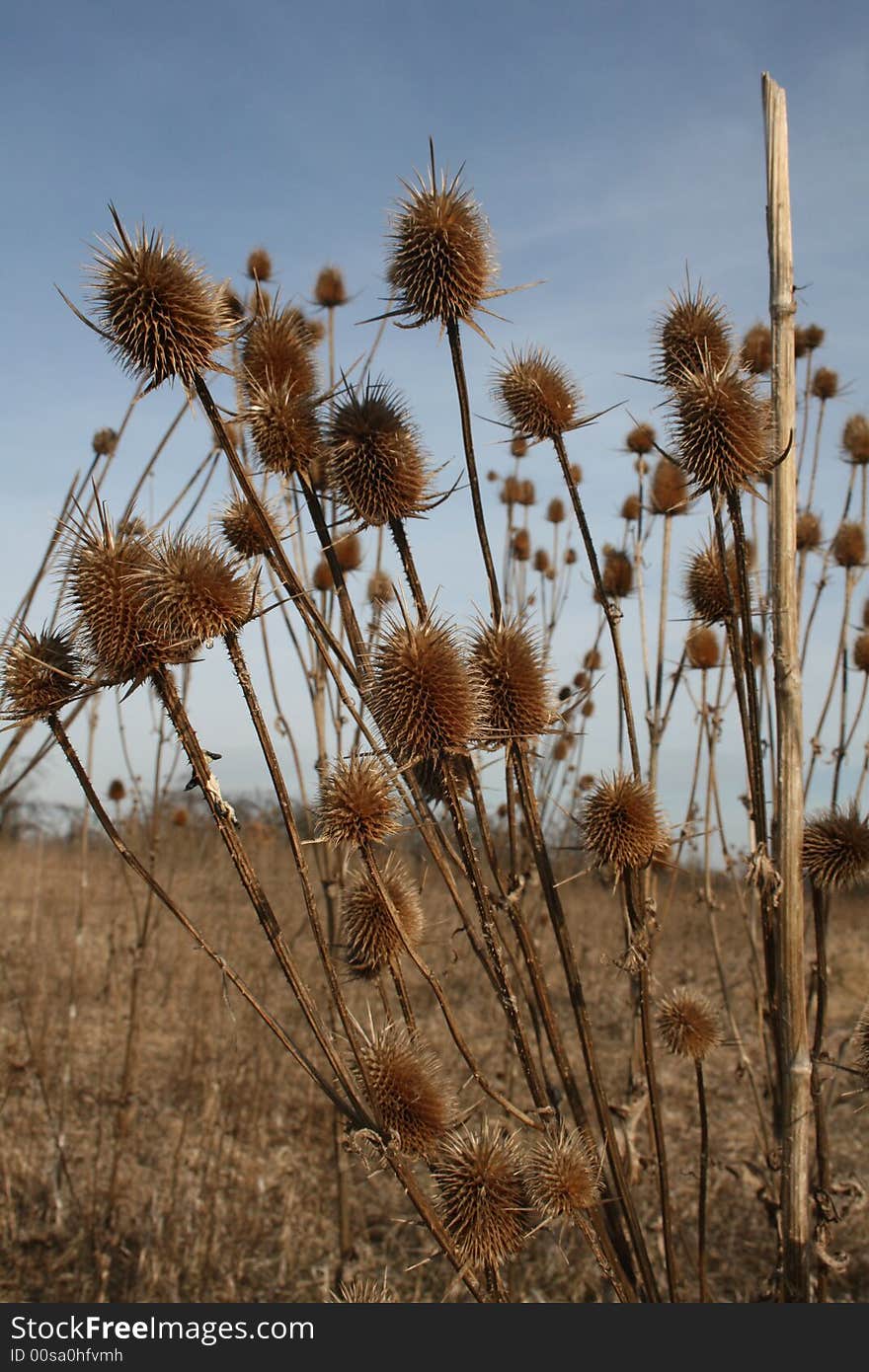 Wild nature - cocklebur in a field