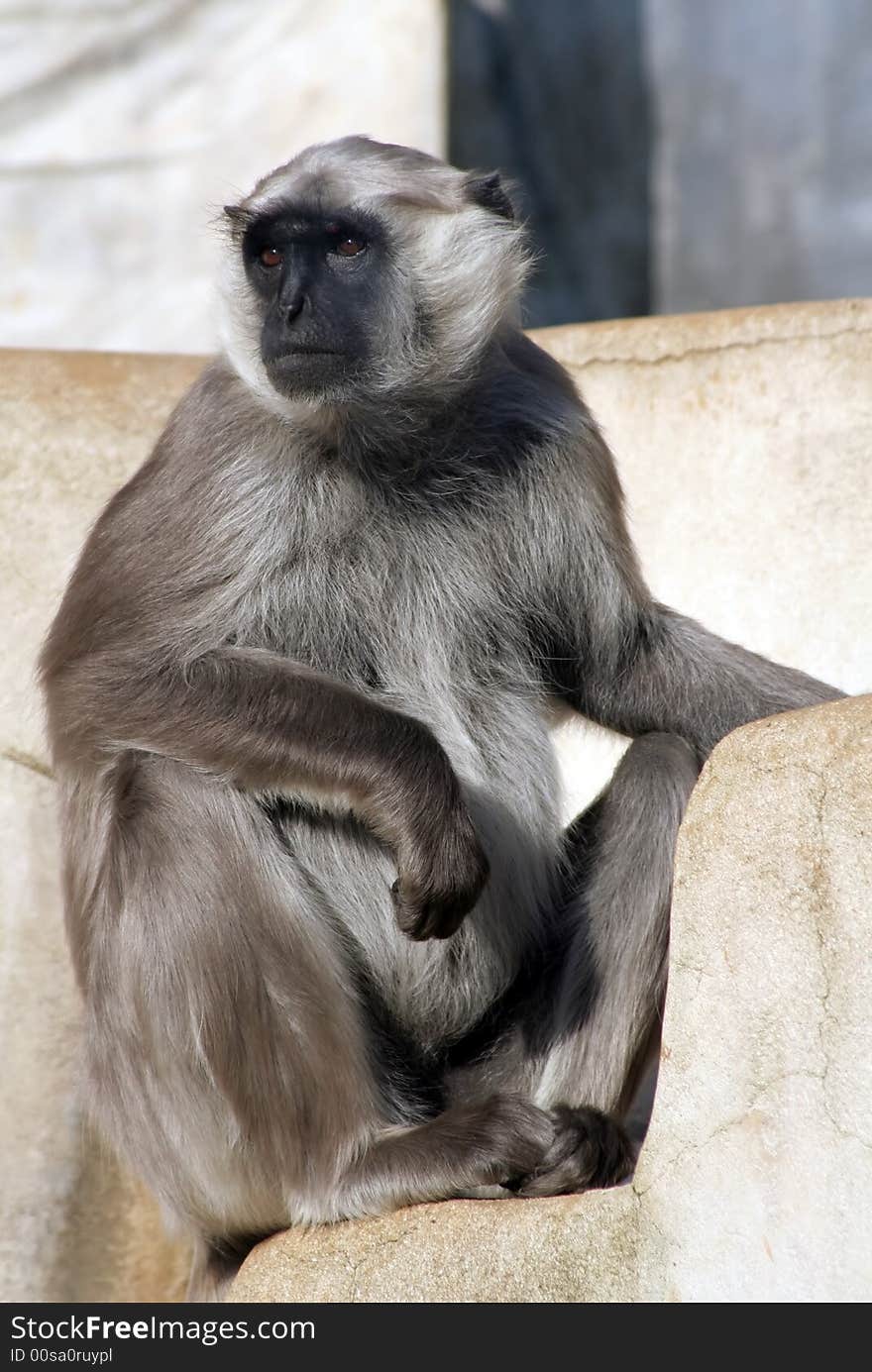 Grey langur monkey sitting on a concrete wall.