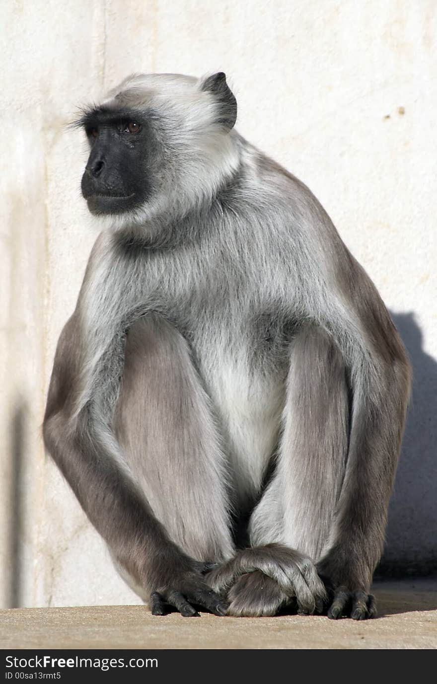 Grey langur monkey sitting on a concrete wall.