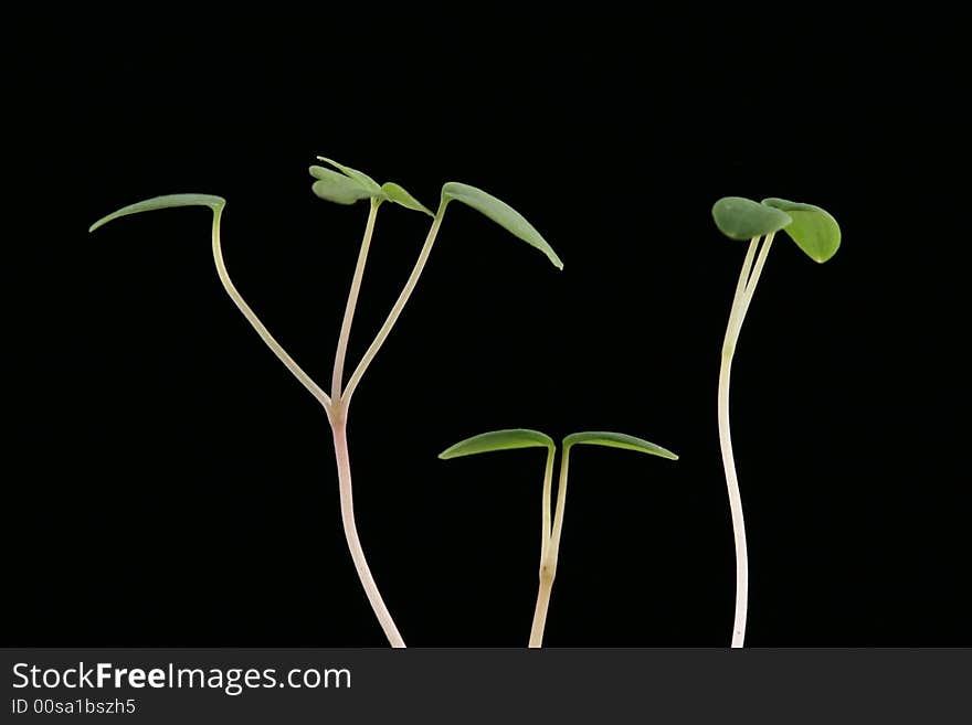 Slim sprouts growing looks like dancing. Slim sprouts growing looks like dancing