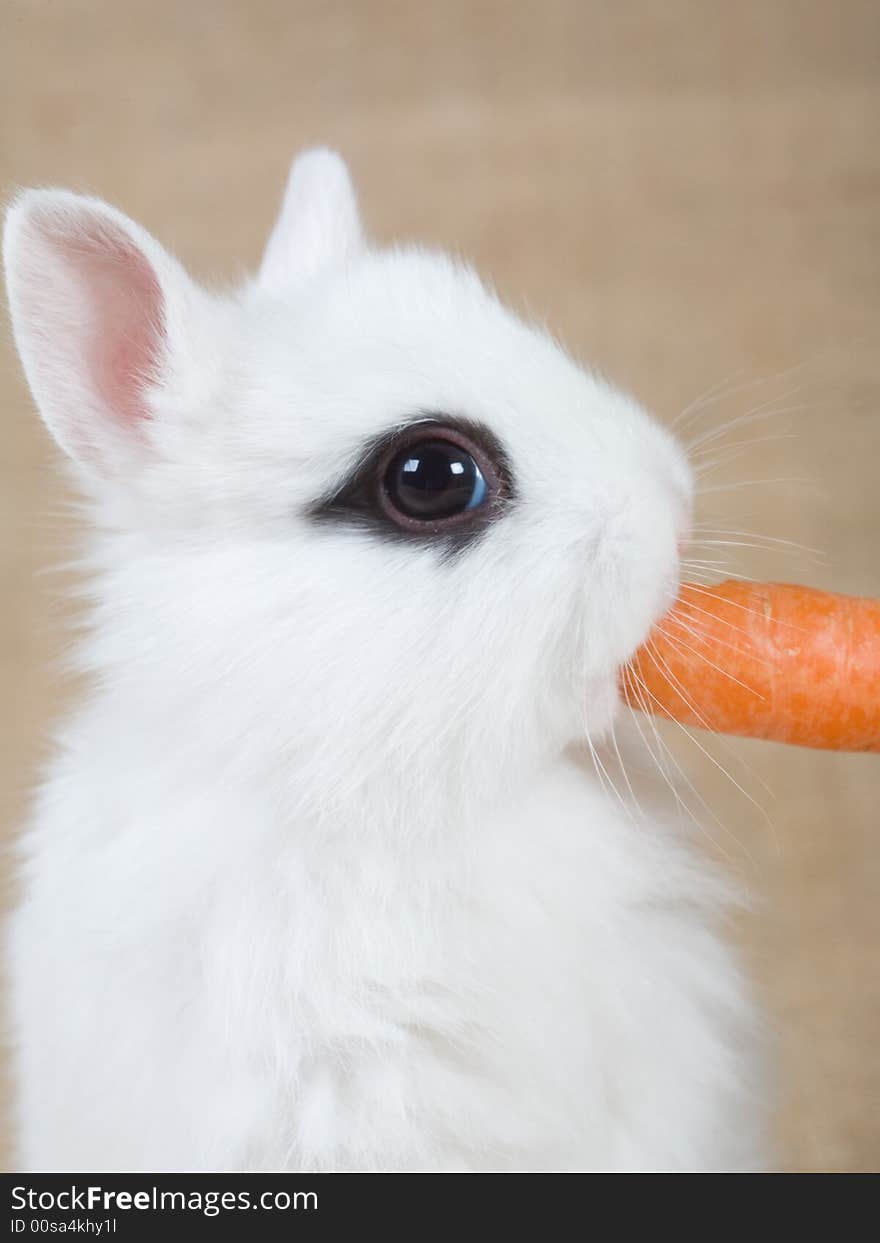 White bunny with carrot, isolated