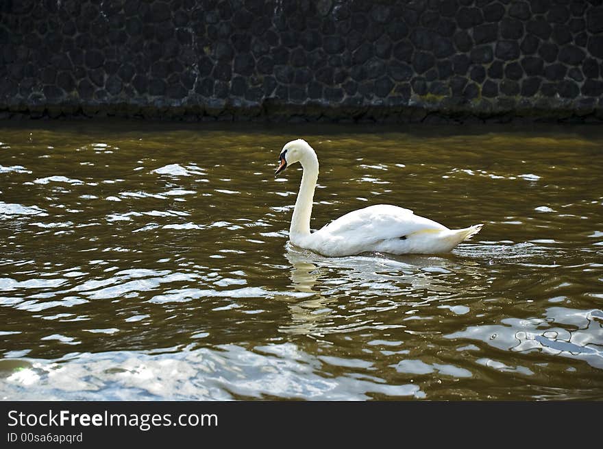 Swan