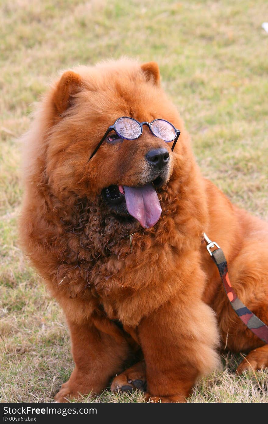 Cute dog with glass