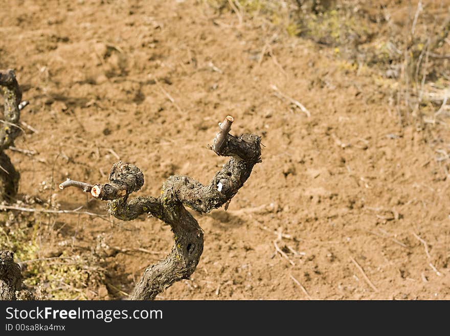 Branch of grapes after pruning.