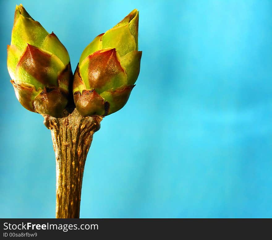 Lilac Buds