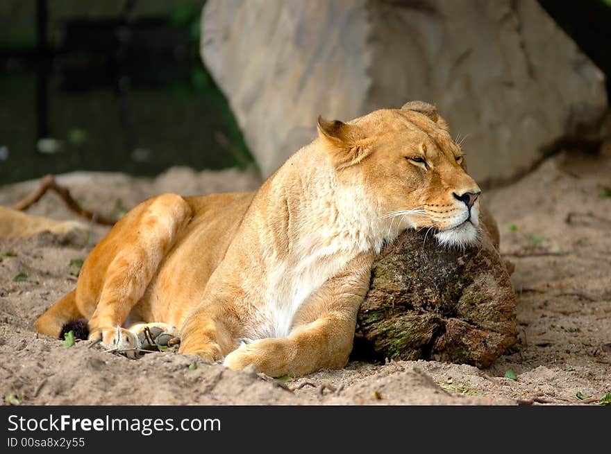 Lioness sleeping and resting on the beam after the hunting. Lioness sleeping and resting on the beam after the hunting