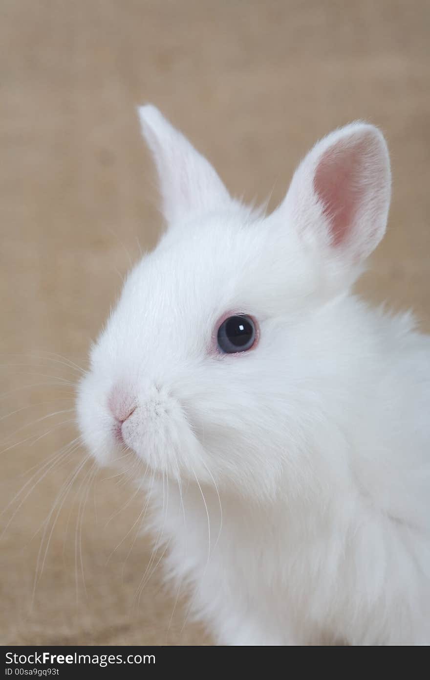 White bunny