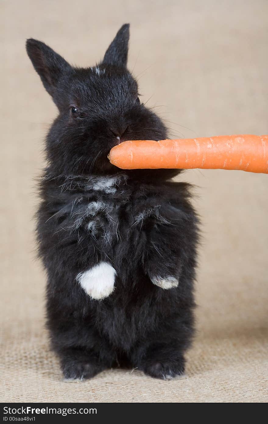 Black bunny with carrot