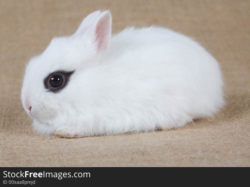 White bunny