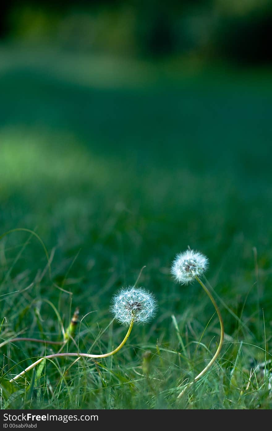 Dandelion in Peking Beijing Botanical Garden