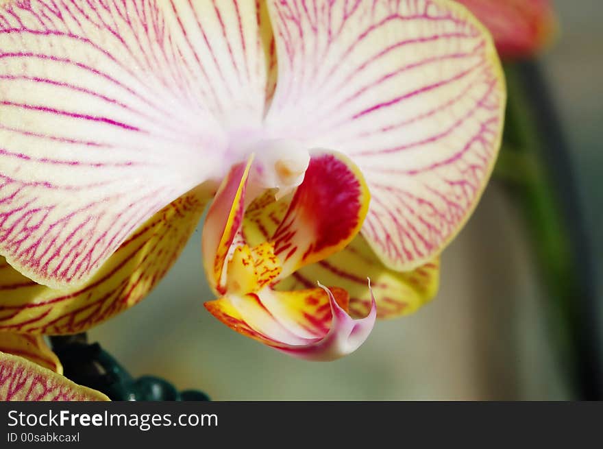 Close-up of orchid