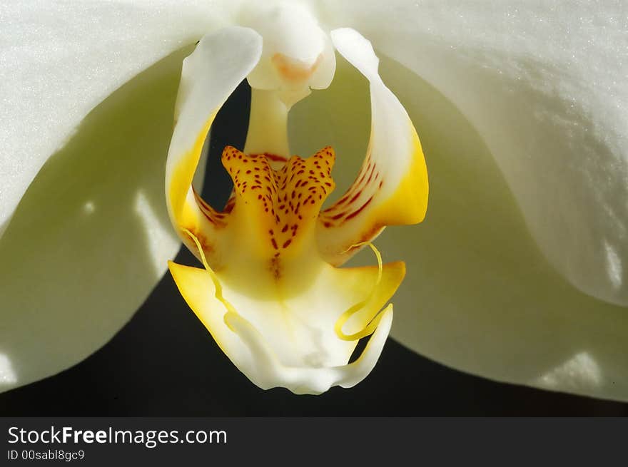 Orchid Pistil