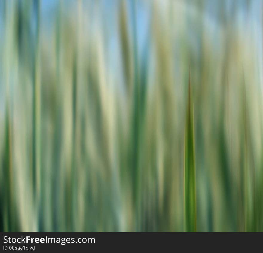 Field Abstract