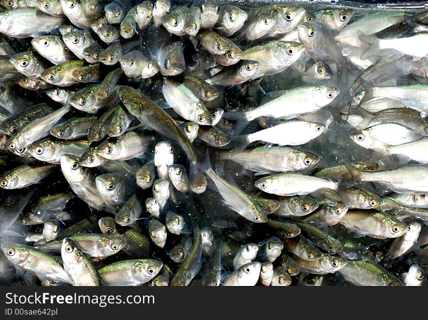 A great pack of gery chubs in the glass box. A great pack of gery chubs in the glass box.