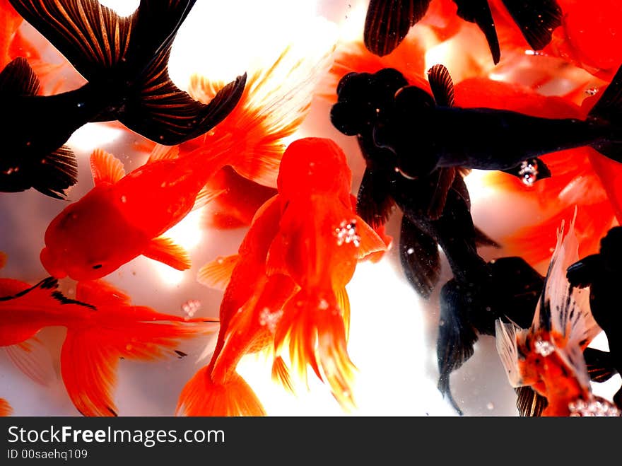 Black and golden goldfishes swim carelessly in the fresh water.