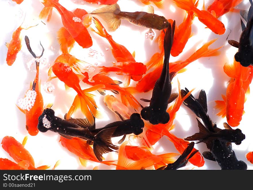 Black,reddish and orange goldfish swim carefree in the clear fresh water. Black,reddish and orange goldfish swim carefree in the clear fresh water.