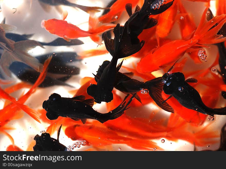 A Swarm Of Goldfishes