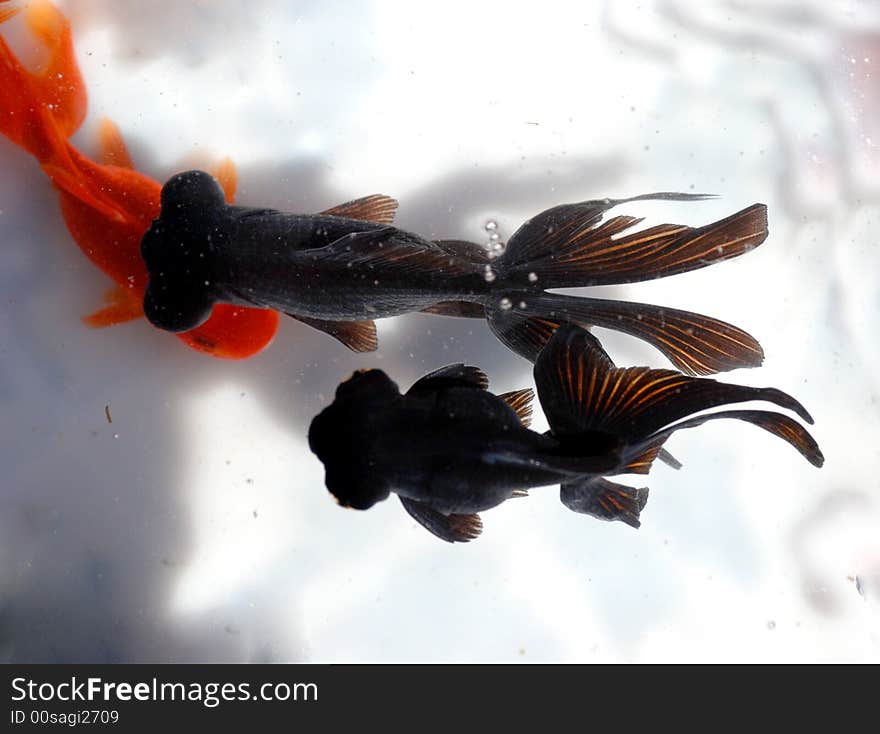 Two black goldfish