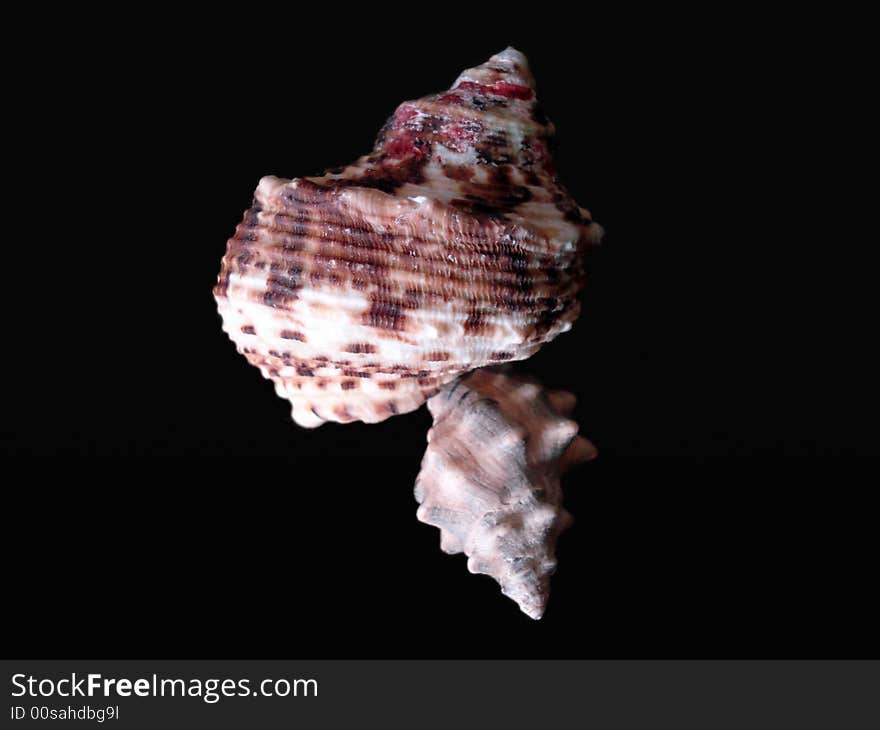 This is the sea shell