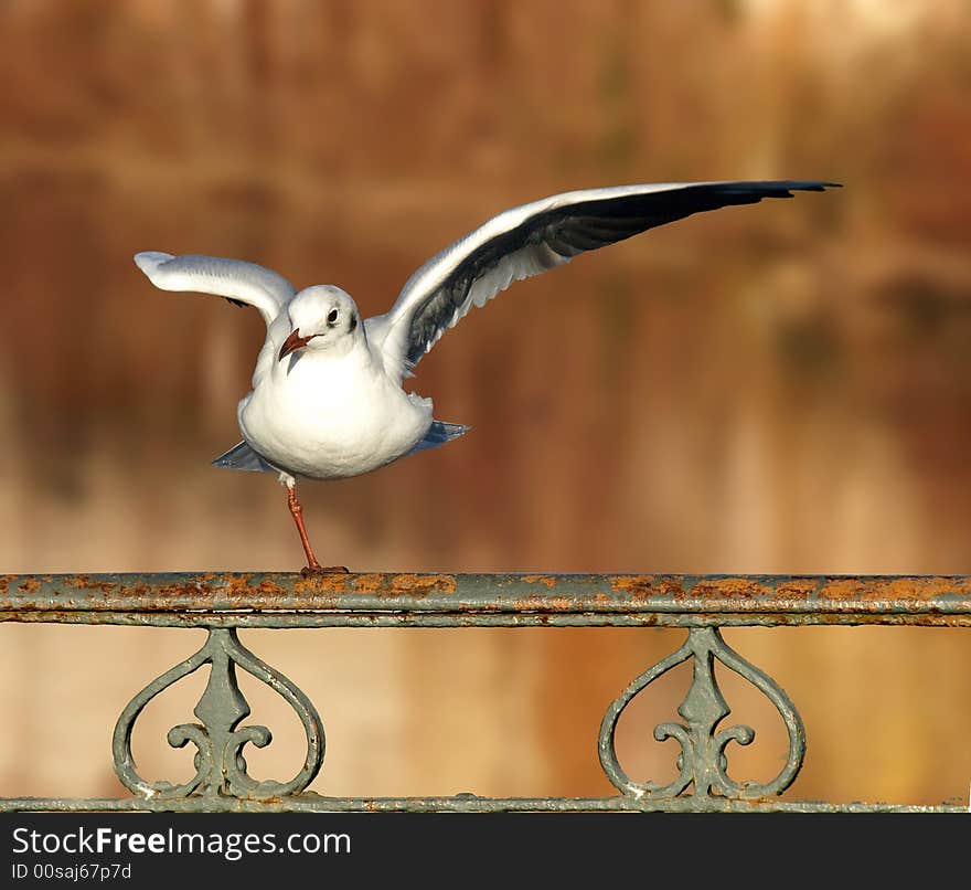 Acrobat gull