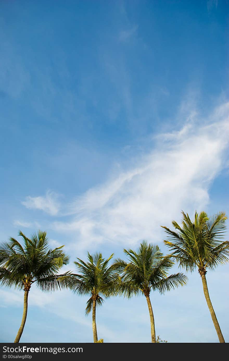 Four palm trees in the wind against the blue sky with wispy clouds at sunset. Four palm trees in the wind against the blue sky with wispy clouds at sunset