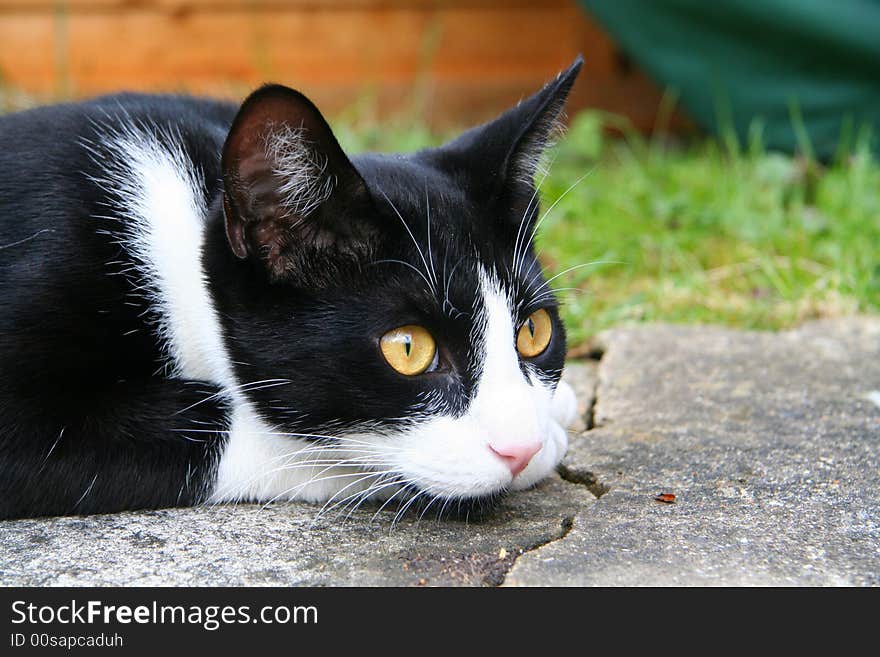 Oscar the cat lounging on the paving outside looking cute