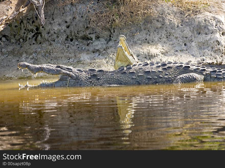 A Pair Of American Crocodiles