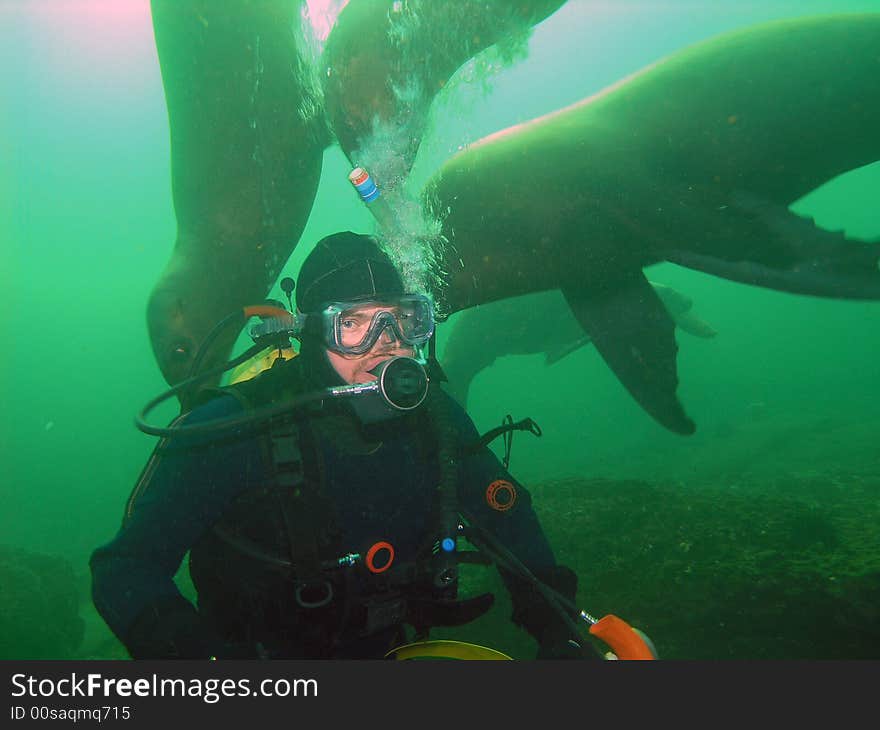 Diving with the wild California Sea Lions off Hornby Island in British Columbia. The Sea Lions are curious about our equipment and like to tug on the air hoses. Diving with the wild California Sea Lions off Hornby Island in British Columbia. The Sea Lions are curious about our equipment and like to tug on the air hoses.