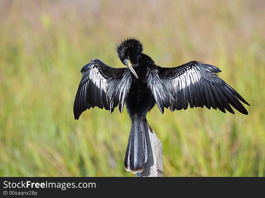 Anhinga Preening On A Post