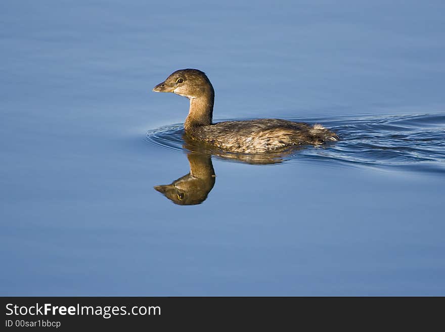 Immature Pied-billed Grebe swimming across the pond