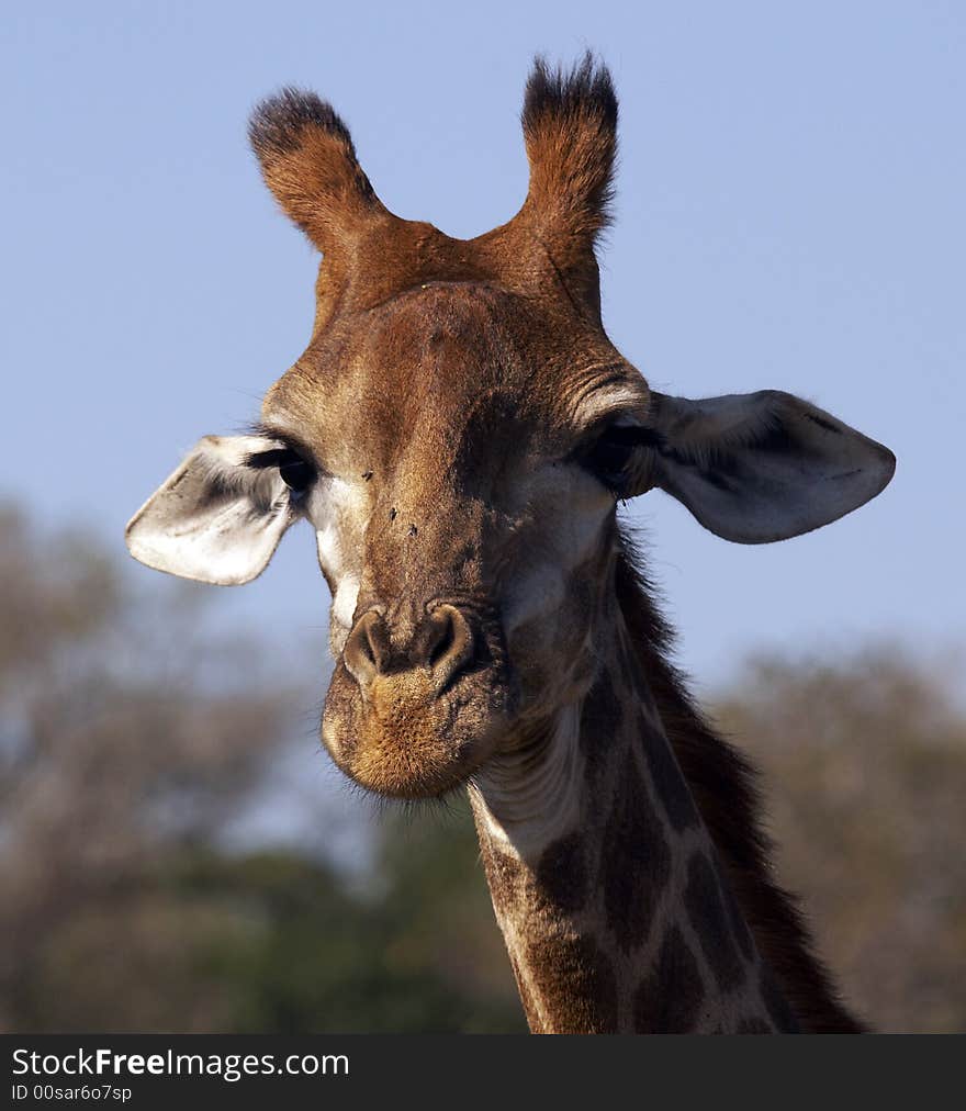 Giraffe, Kruger Park - South Africa. Giraffe, Kruger Park - South Africa